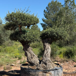 Bonsai 1