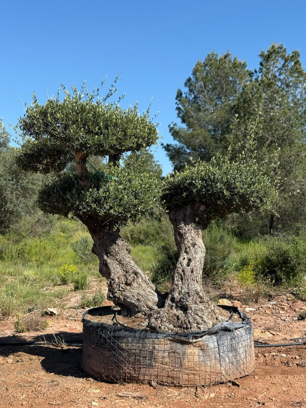 Bonsai 1