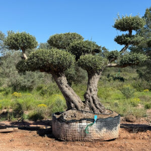 Bonsai 2