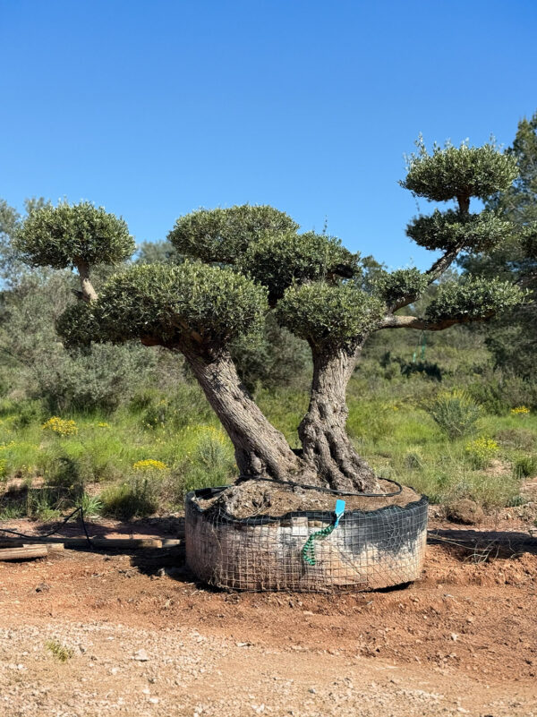 Bonsai 2