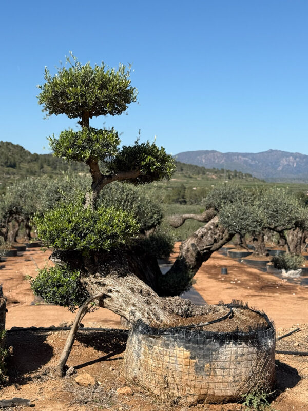 Bonsai caído