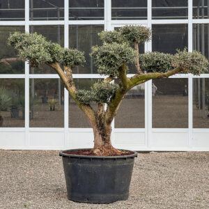 Olivo bonsai 285lt
