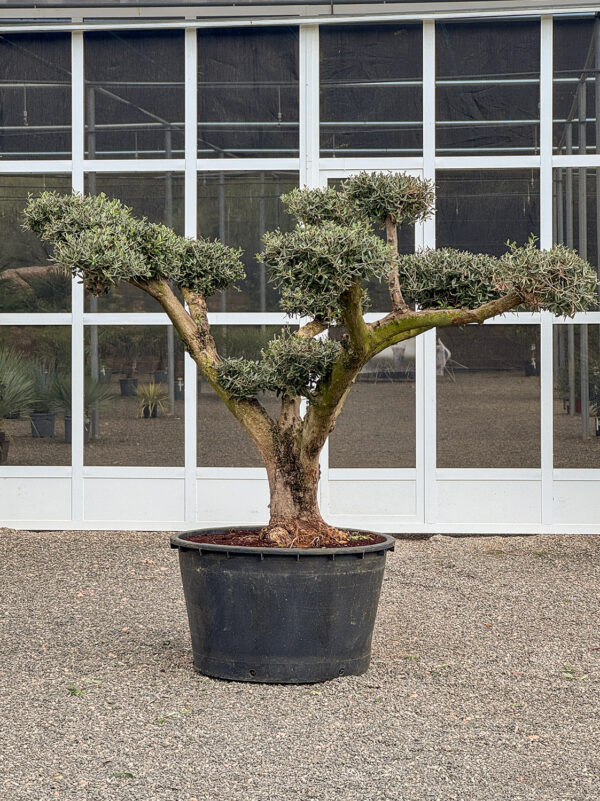 Olivo bonsai 285lt