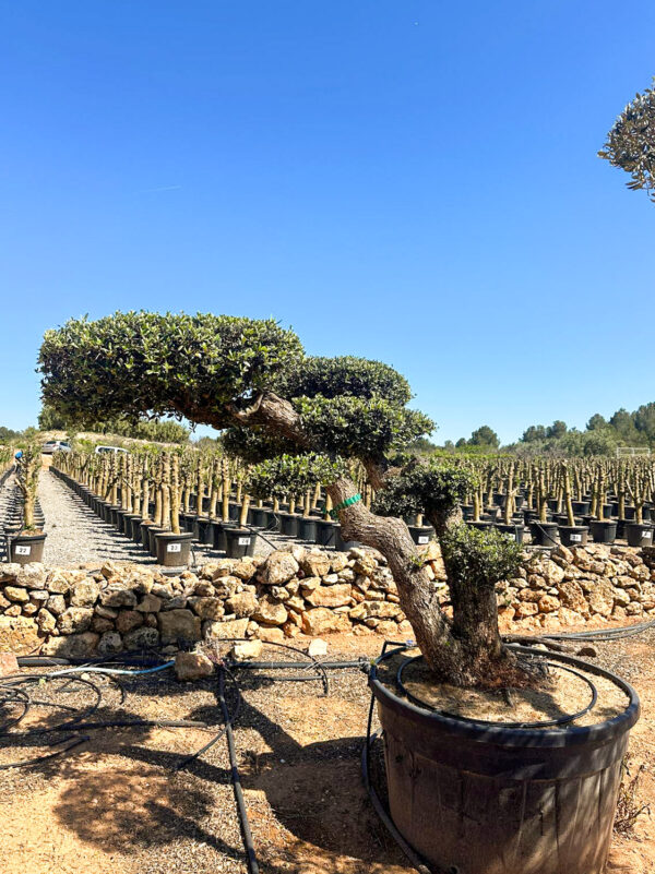 Olivo  Bonsai 500lt
