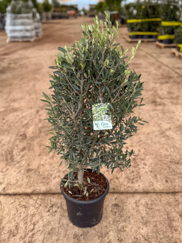 Olivo arbustivo 10lt
