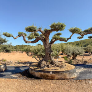 Olivo bosque