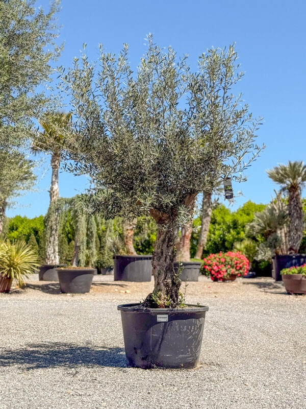 Olivo pata 150lt