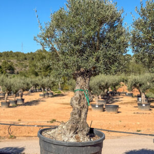 Olivo pata 285lt