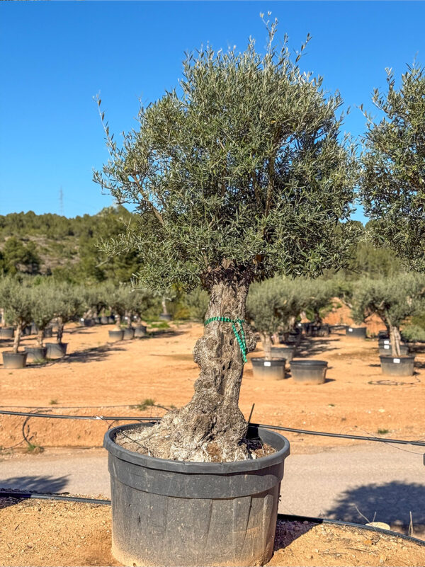 Olivo pata 285lt