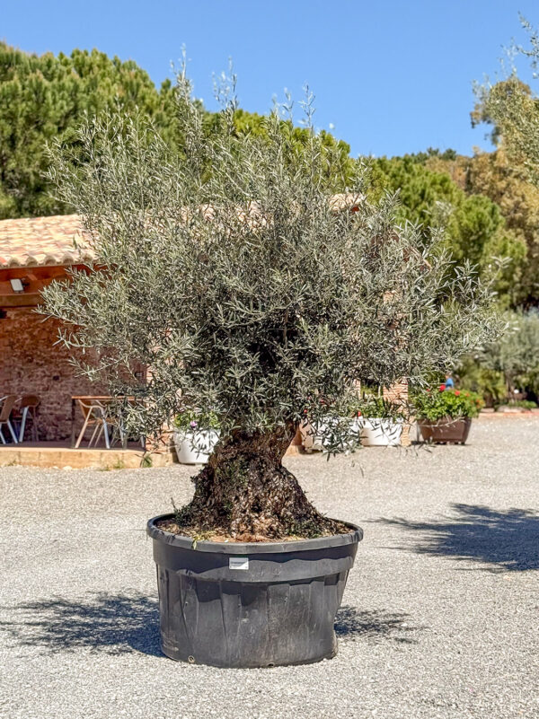Olivo pata 500lt
