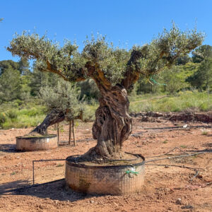 Olivo serrana