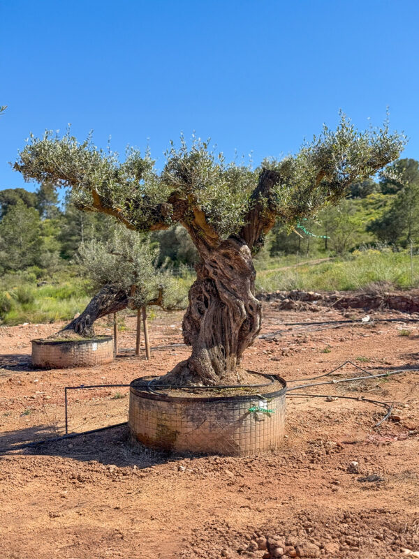 Olivo serrana